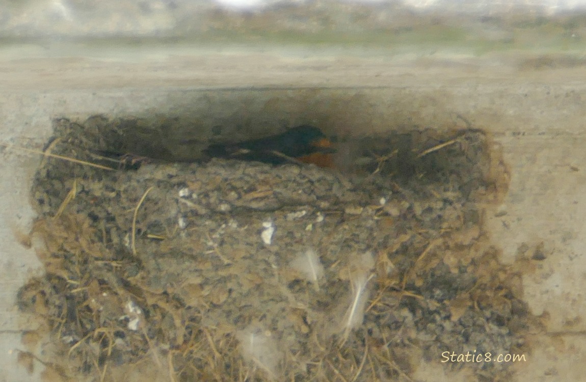 Barn Swallow sitting in the nest