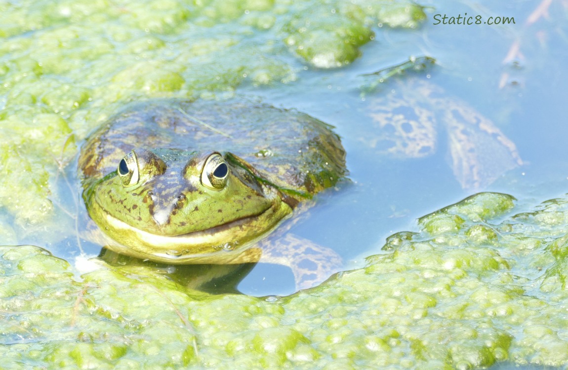 Bullfrog floating in water