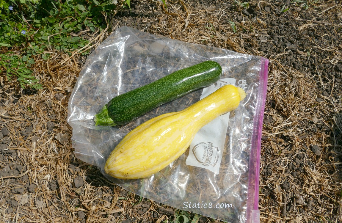 Harvested zucchini and crookneck, lying on the ground