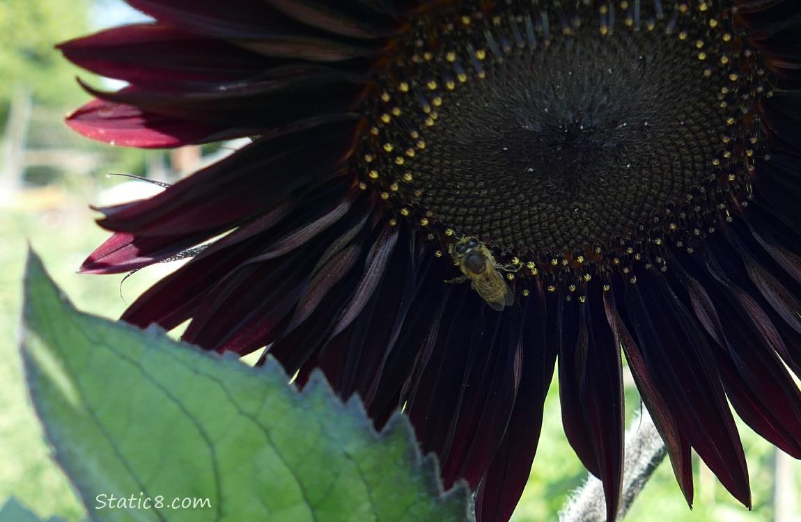 Honey Bee on an almost black sunflower bloom