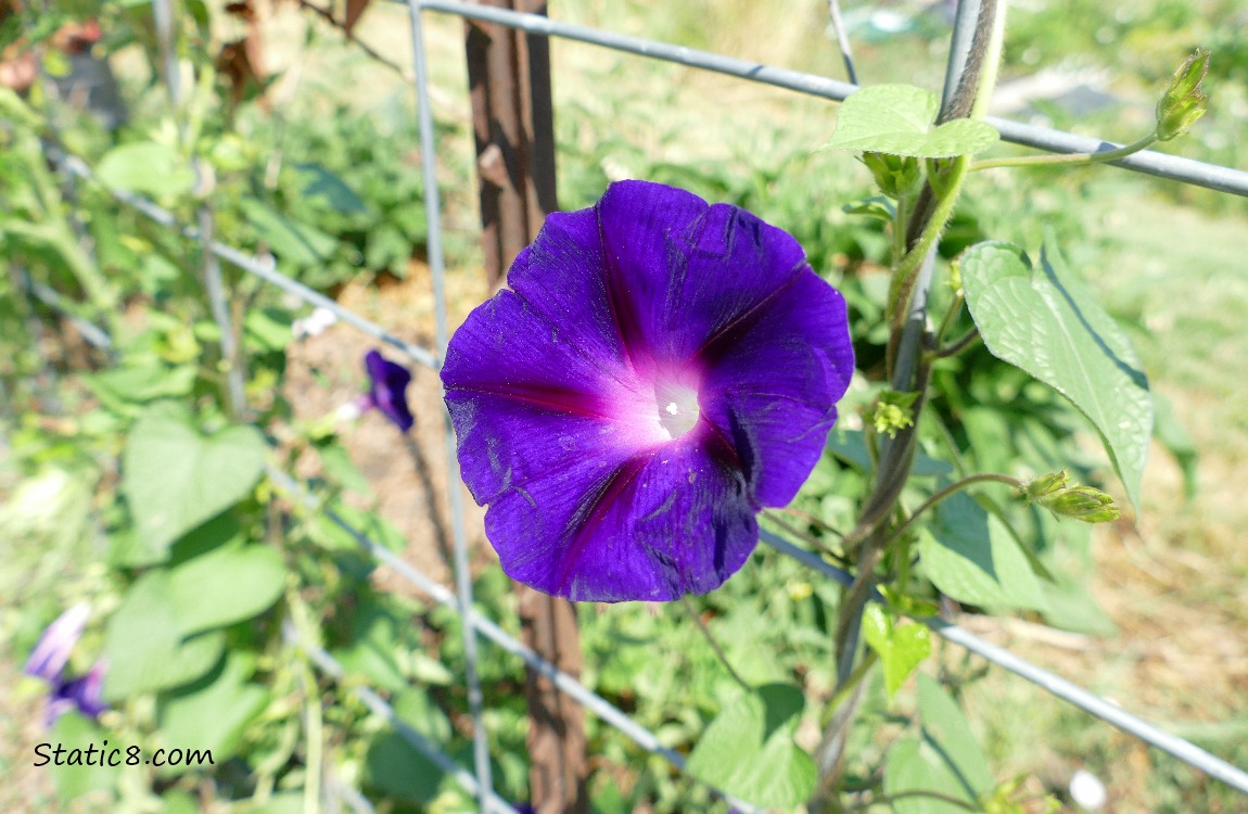 Dark purple Morning Glory bloom