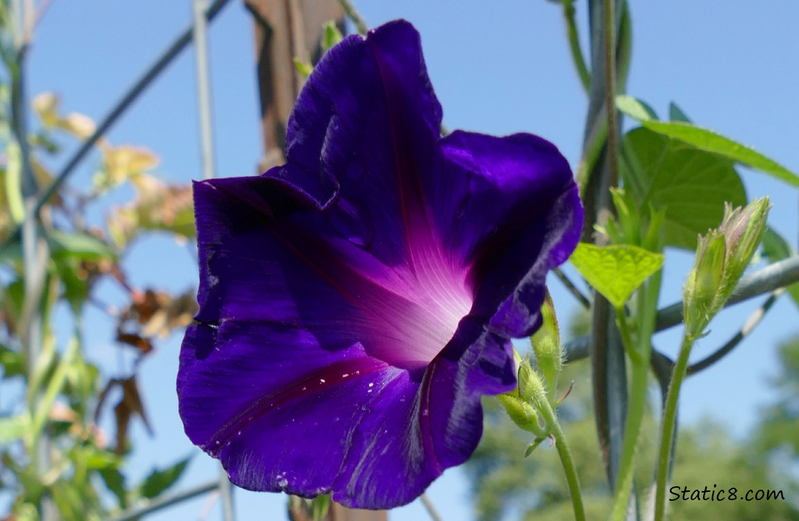 Close up of a dark purple Morning Glory bloom