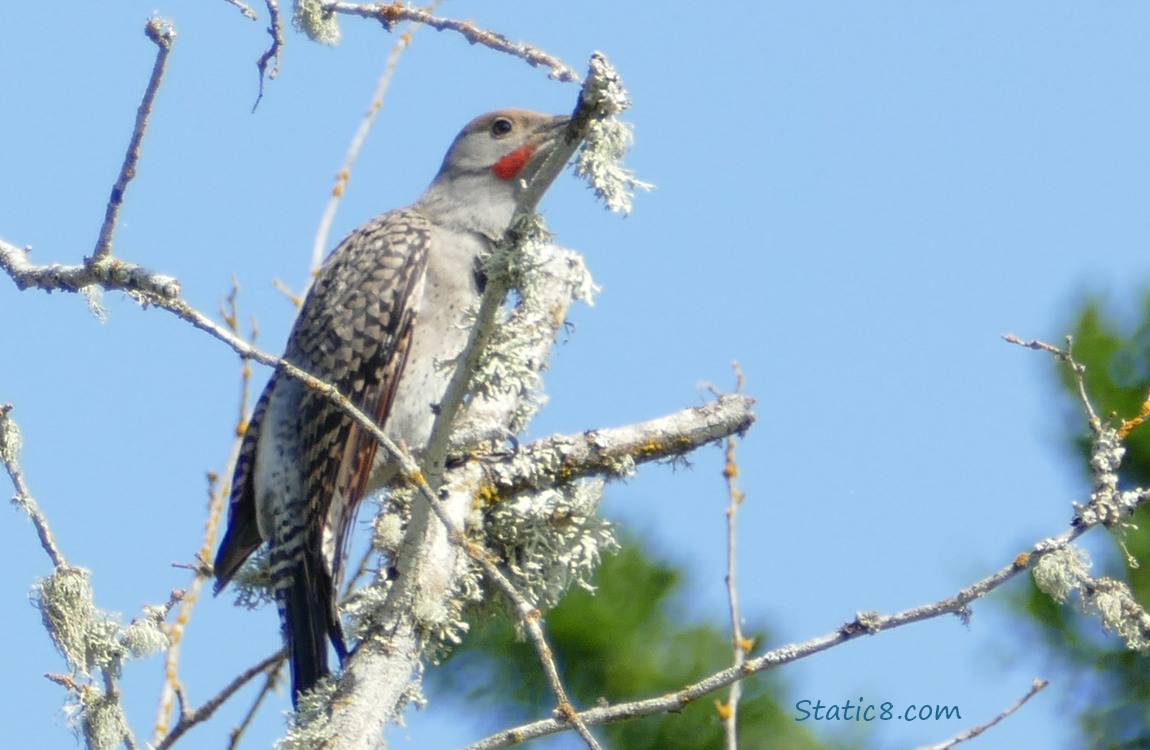 Flicker standing on a bare branch