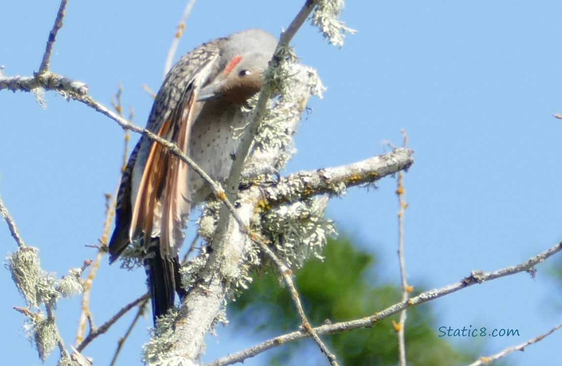 Flicker standing on a bare branch, preening