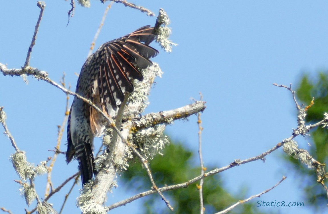 Flicker stretching his wing out