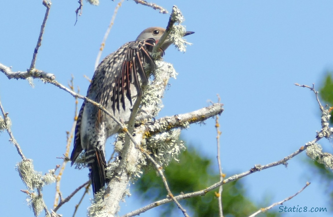 Flicker stretching his wing out