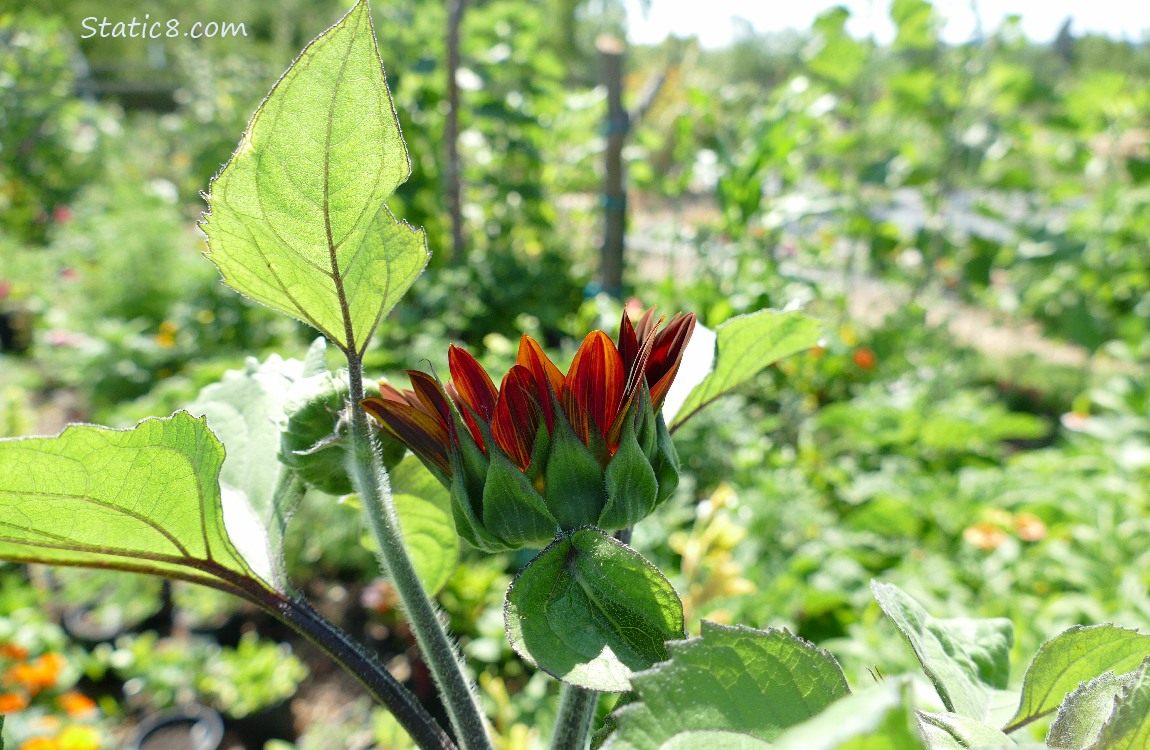 Red sunflower starting to bloom