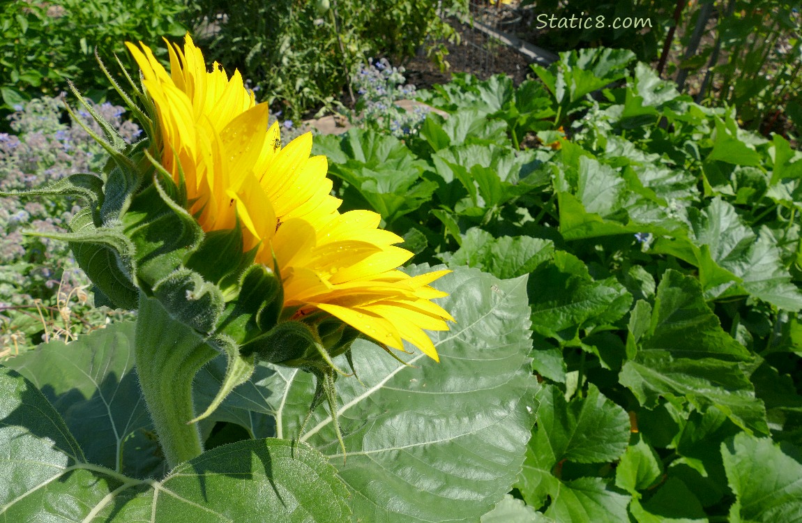 the back of a sunflower bloom