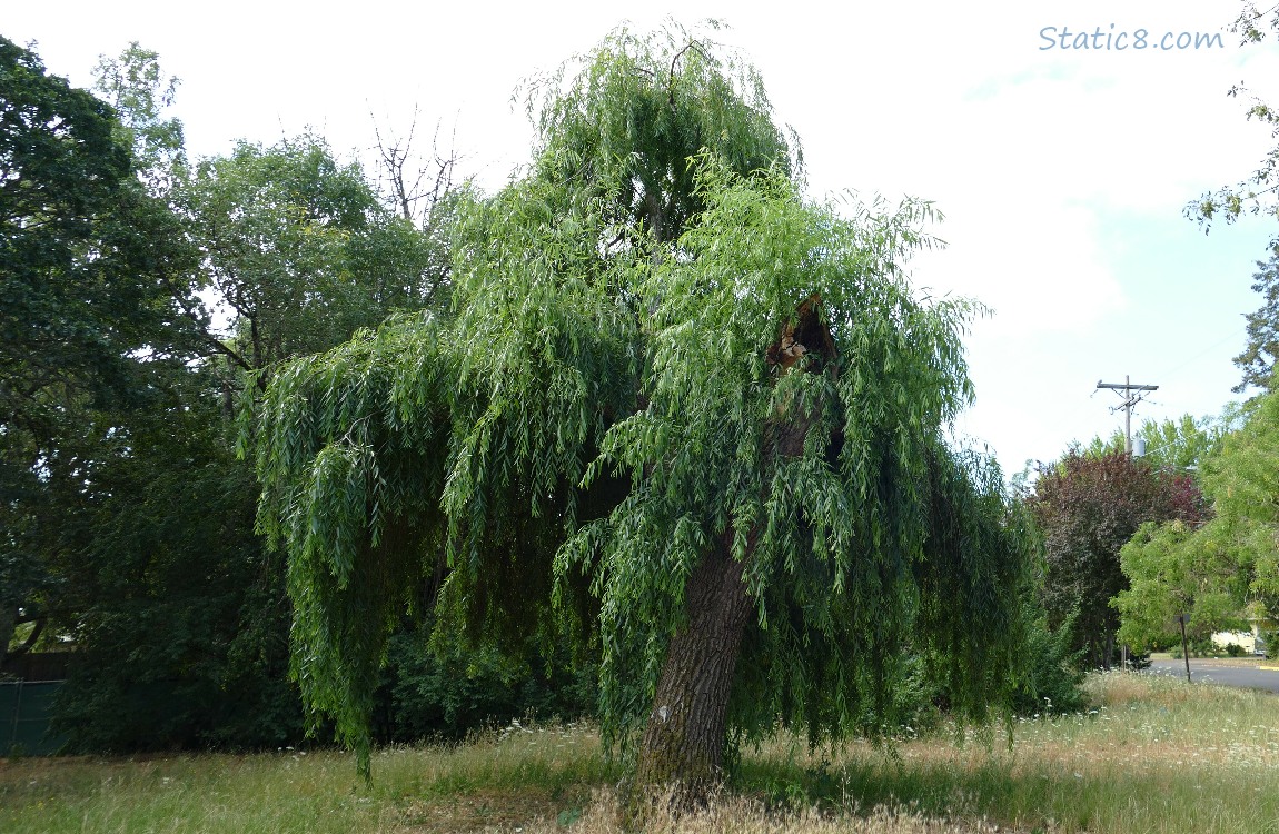 Willow tree