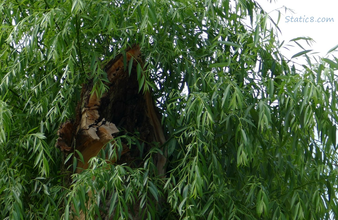 Willow stump