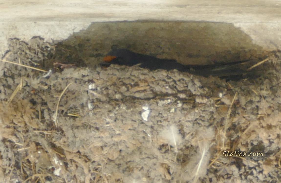 Barn Swallow sitting in the nest