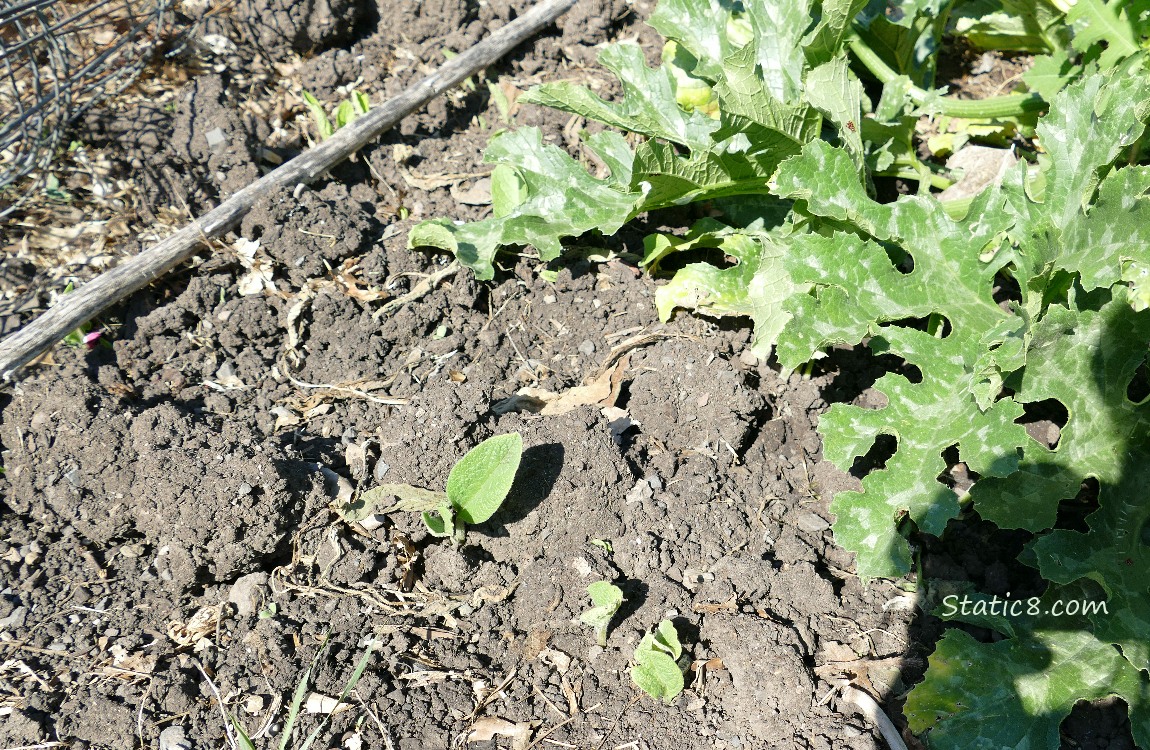 Small Comfrey leaf near a zucchini plant