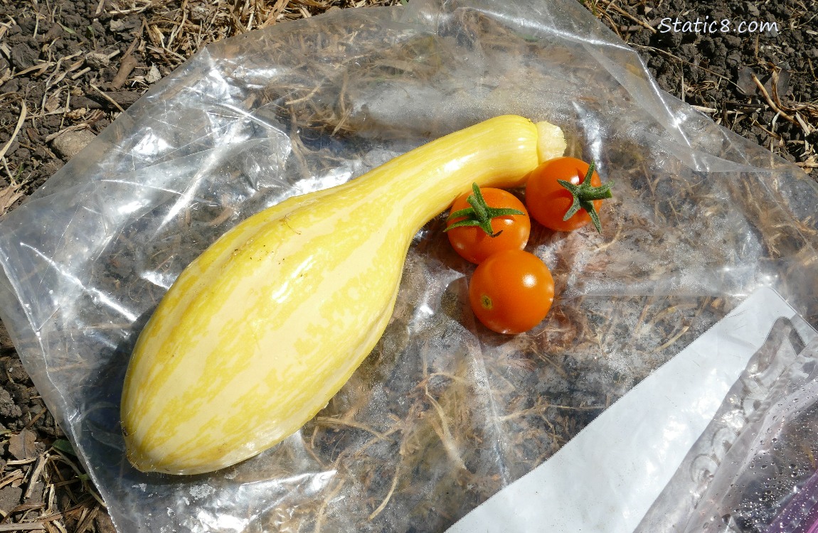 Crookneck and three cherry tomatoes harvested and lying on the ground