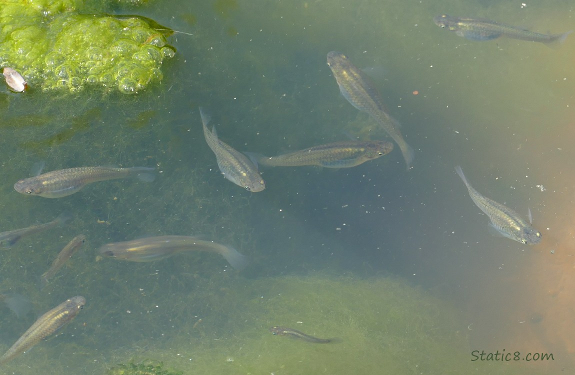 Minnows swimming