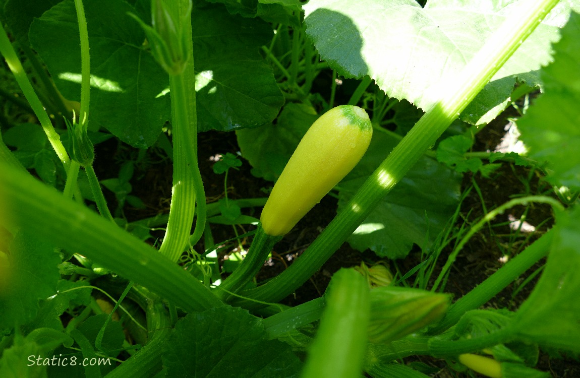 Straight Neck fruit growing on the vine