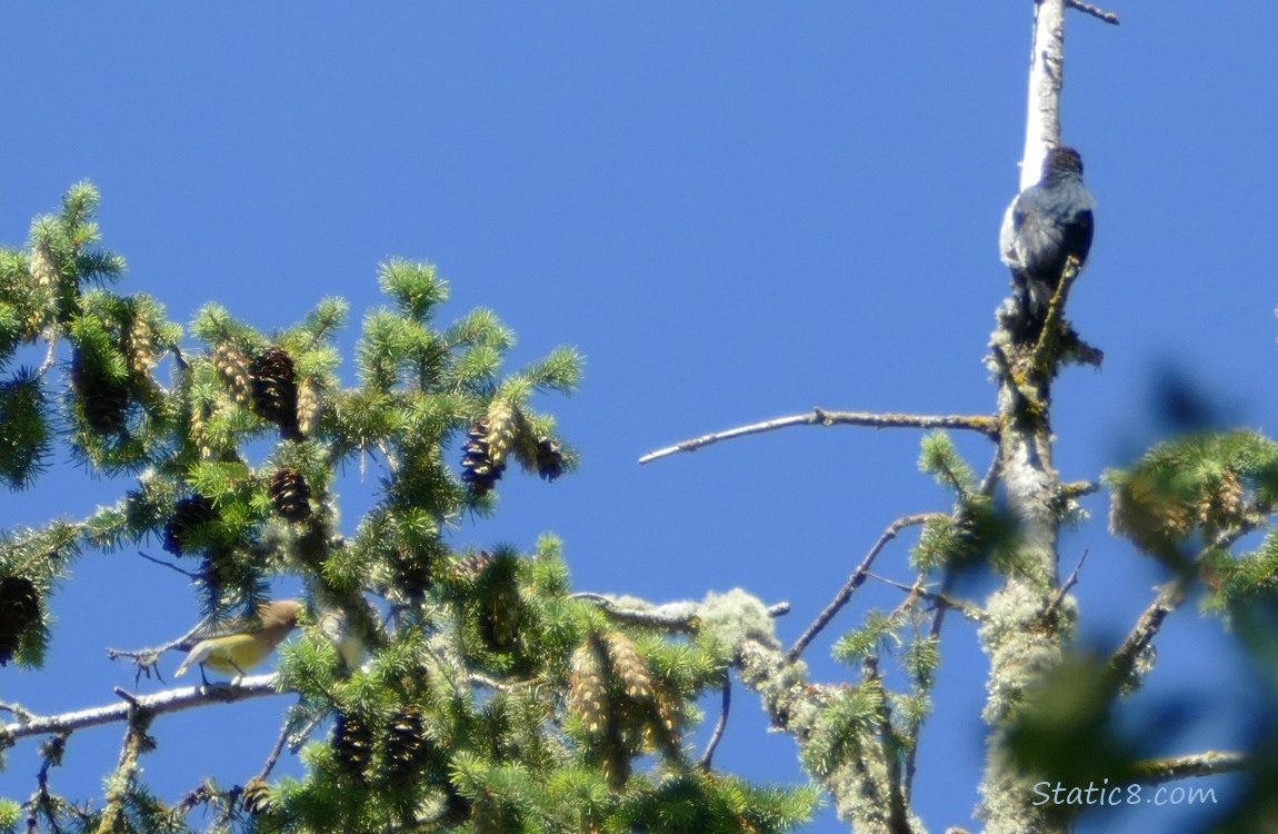 Acorn Woodpecker at the top of a tree