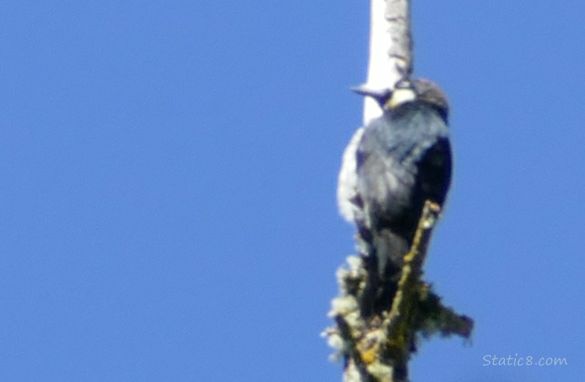 Acorn Woodpecker standing at the top of a snag