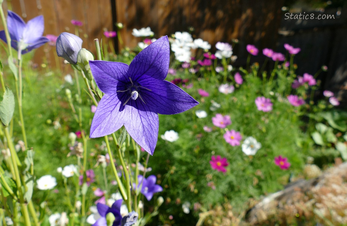 Purple Ballon Flower with Cosmos blooms in the background