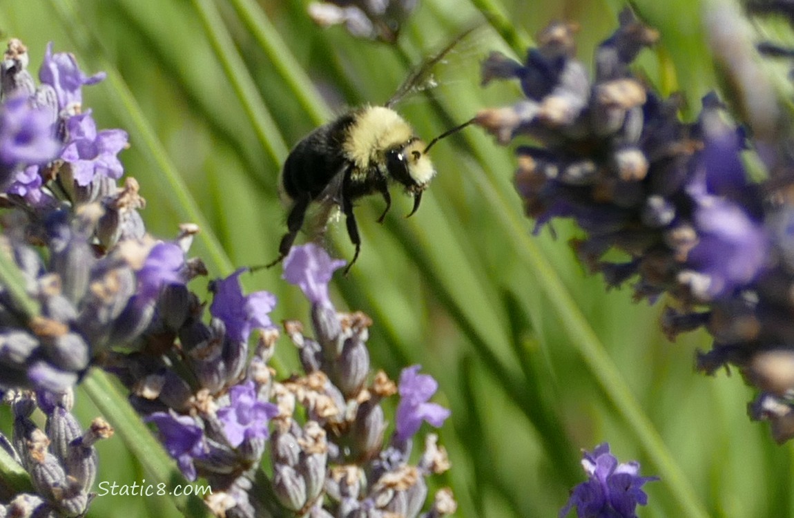 Bumblebee flying thru lavender blooms