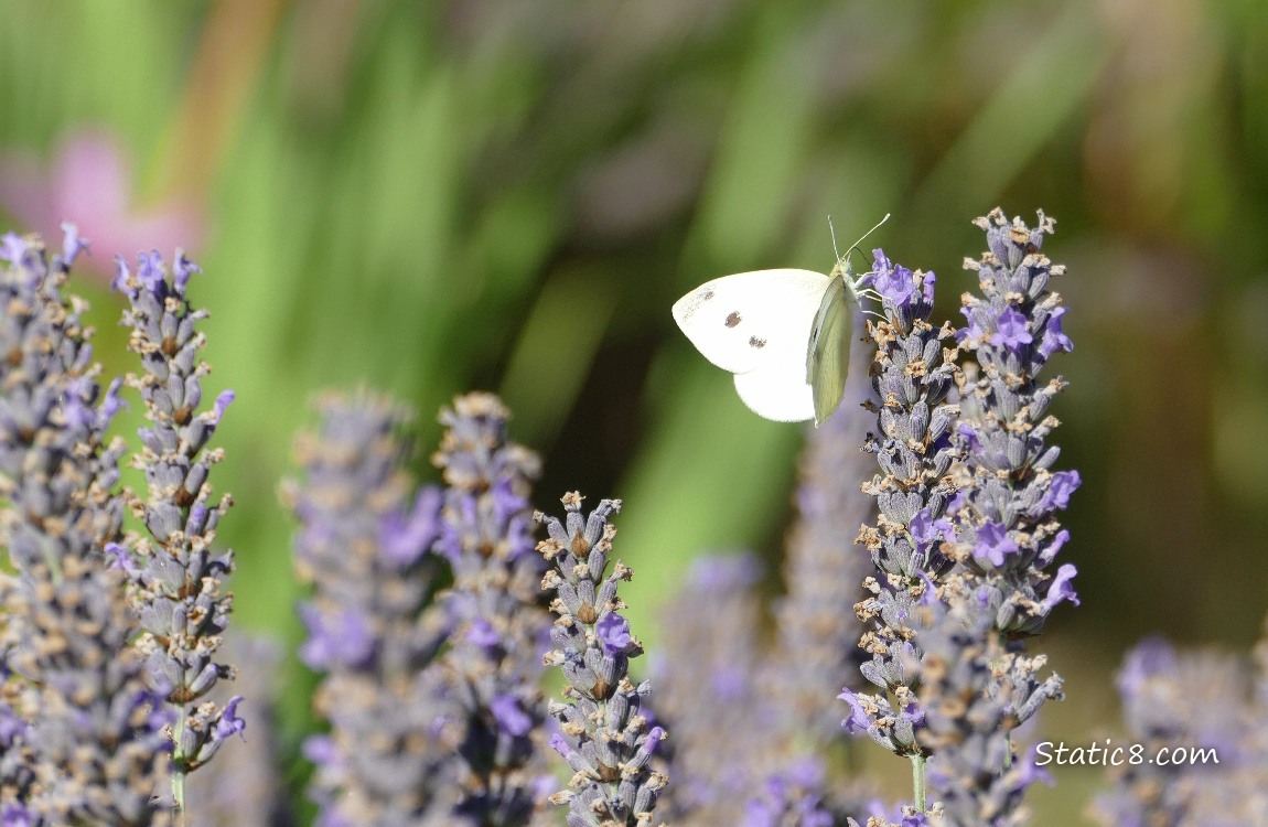 Cabbage White Butterfly standing on a lavender bloom