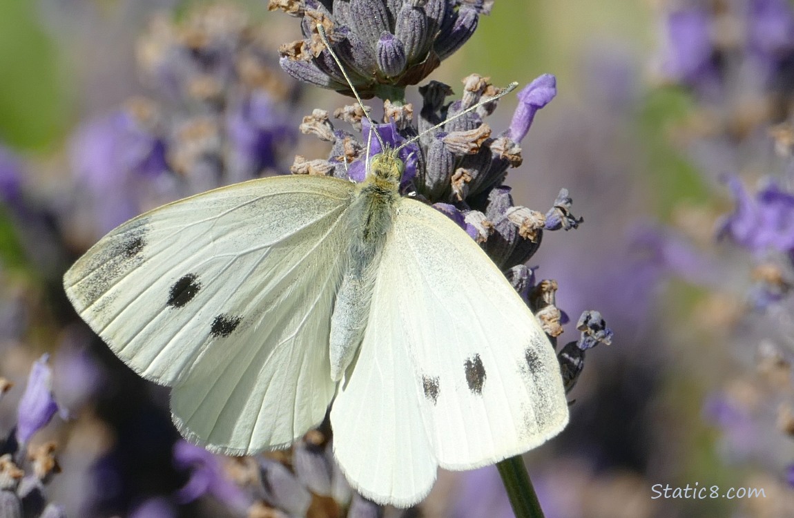 Close up of a Cabbage White Butterfly standing on a lavender bloom