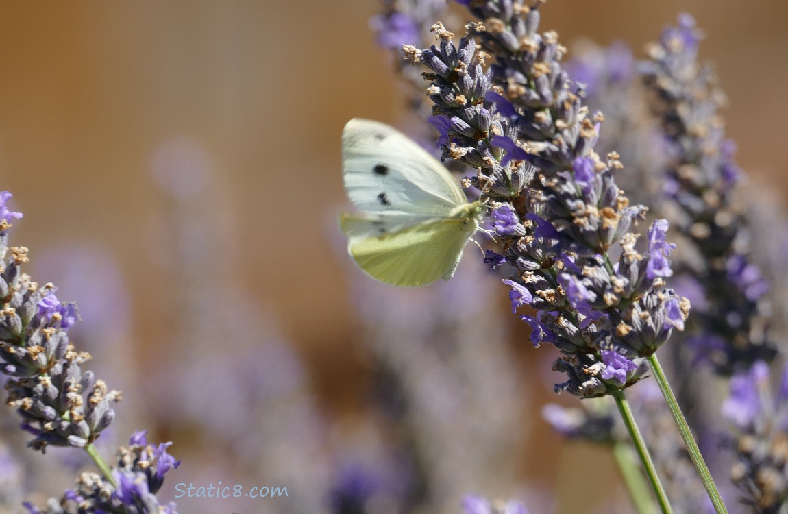 Cabbage White on a lavender bloom