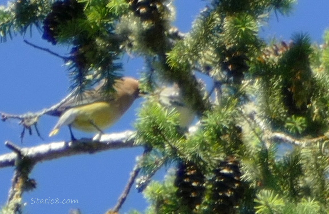 Cedar Waxwings, hidden behind pine branches