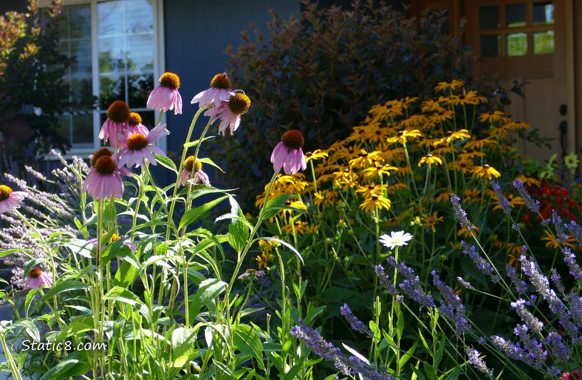 Flowers growing in the front yard