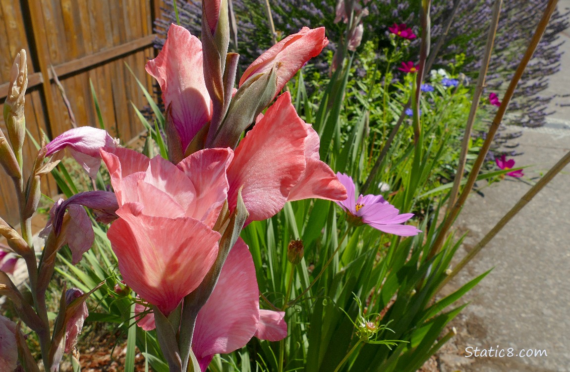 Pink Gladiolus blooms