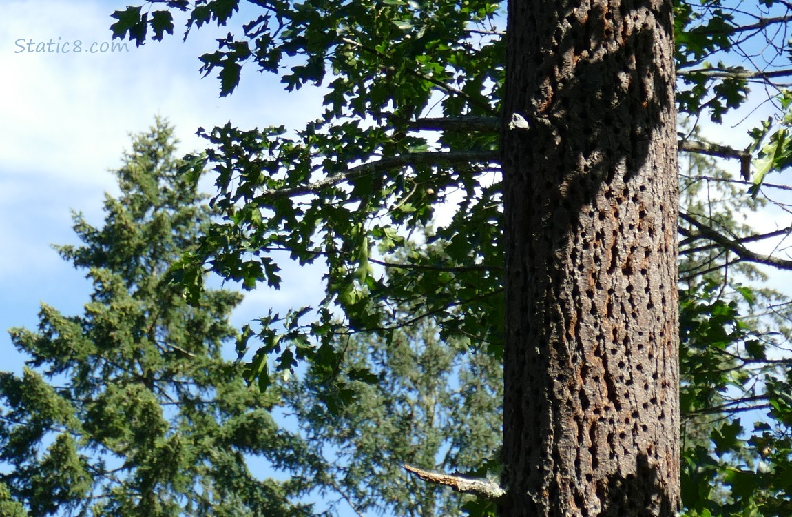 Tree with holes in the trunk