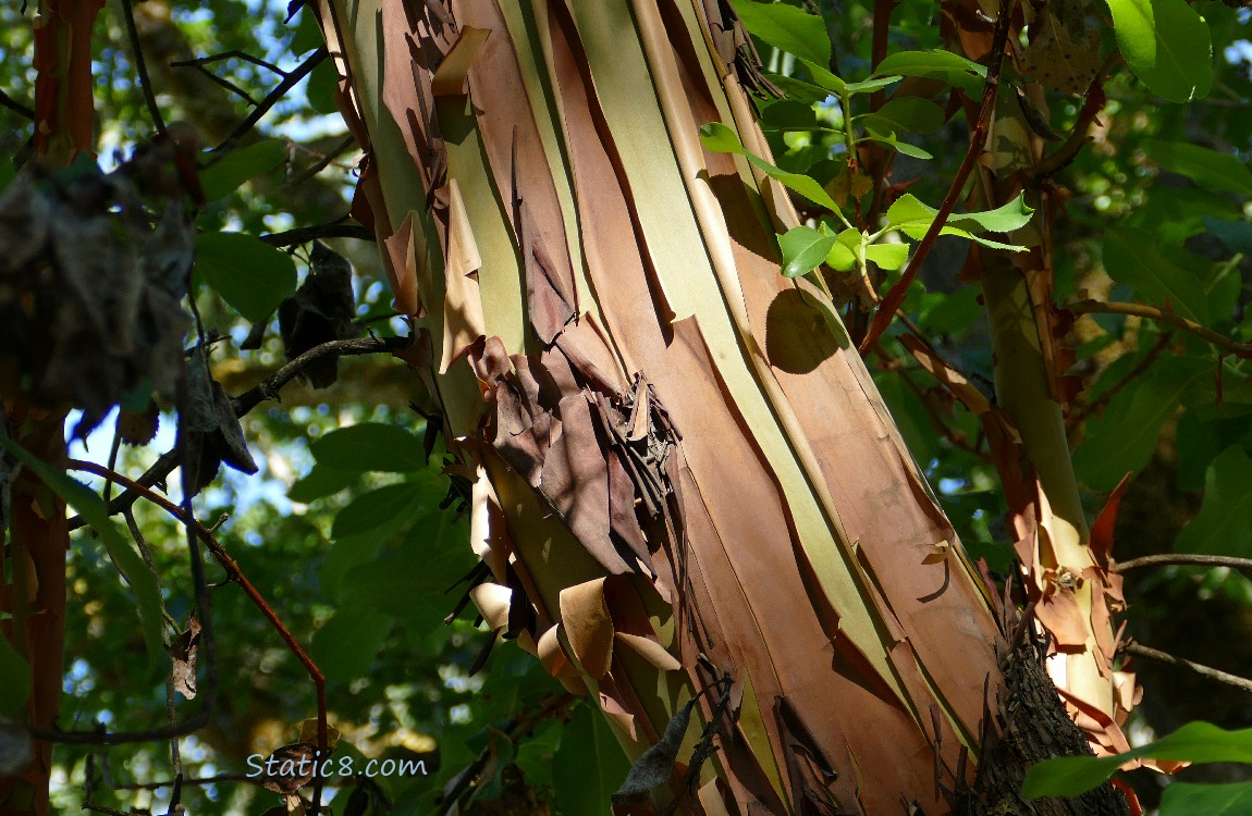 Tree trunk of a Pacific Madrone