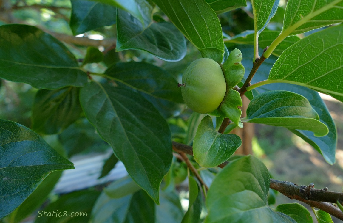 Green persimmon fruit growing on the tree