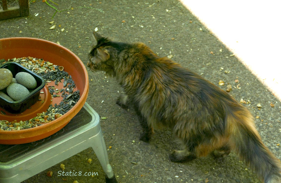 Long hair tortishell cat walking away