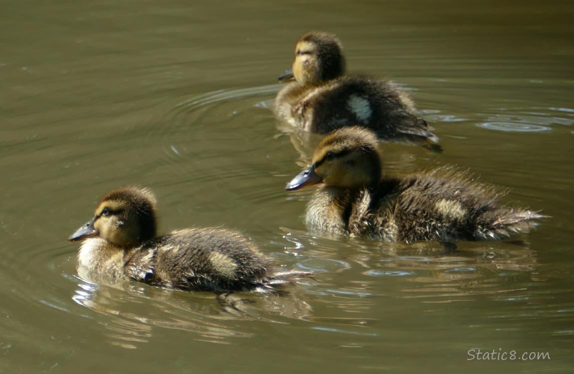 Three ducklings paddling on the water