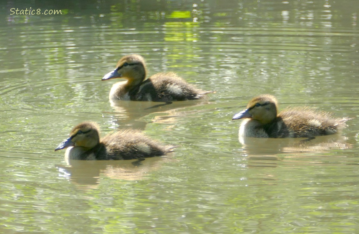 Three ducklings paddling on the water