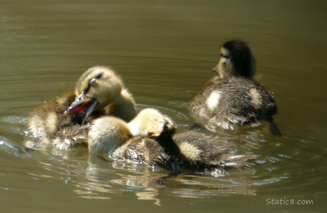 Ducklings on the water, preening