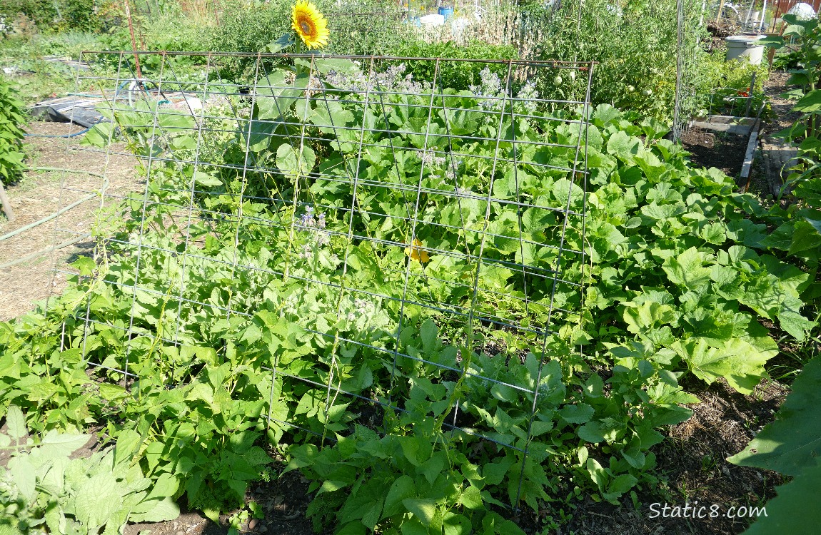 garden plot