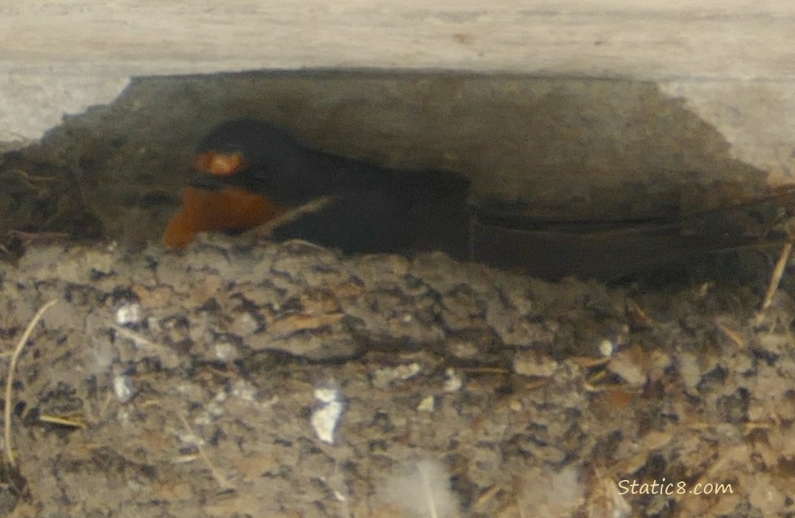 Barn Swallow sitting in the nest