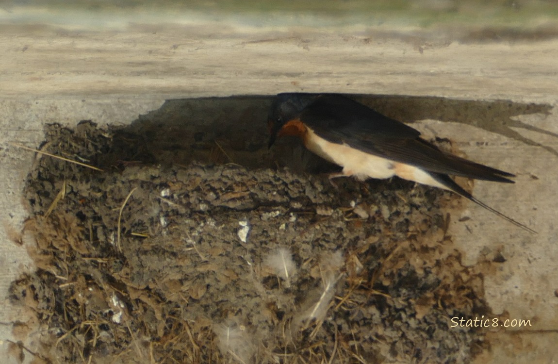 Barn Swallow standing at the edge of the nest, looking in