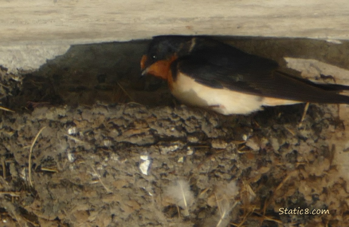 Barn Swallow standing at the edge of the nest, looking in