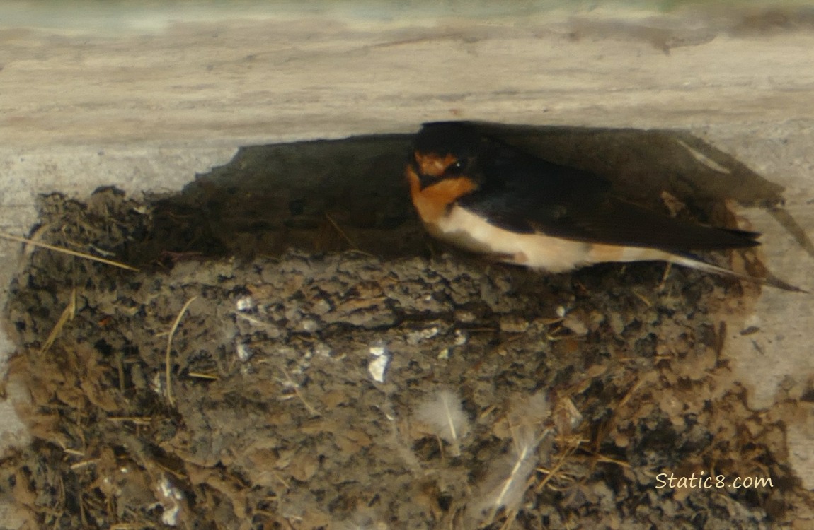 Barn Swallow standing at the edge of the nest