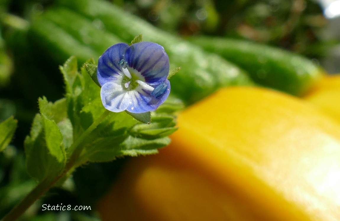 Creeping Speedwell bloom