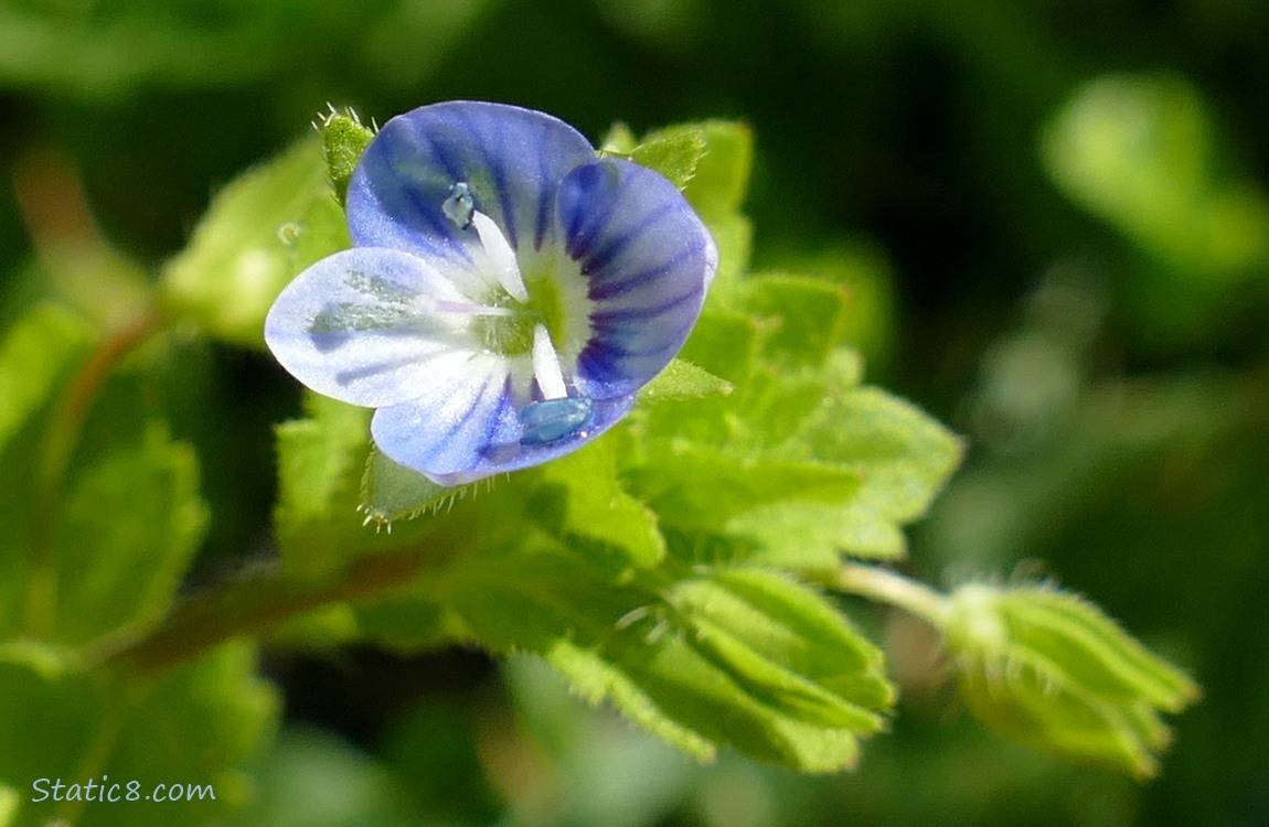 Creeping Speedwell bloom