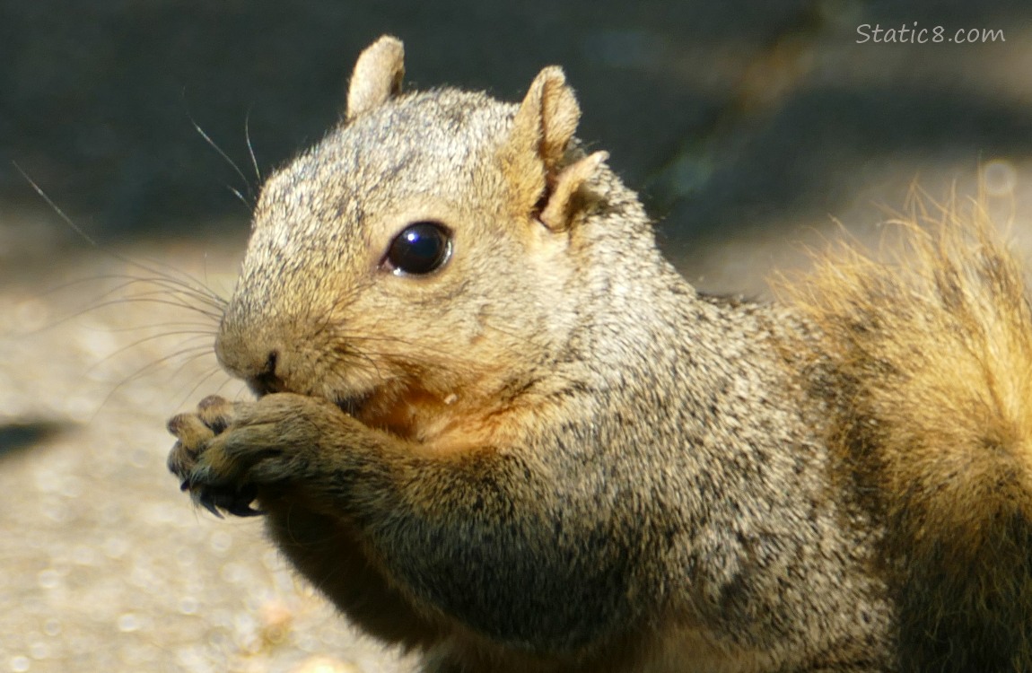 Squirrel with a torn ear