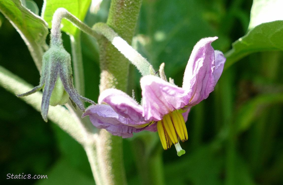 Eggplant bloom