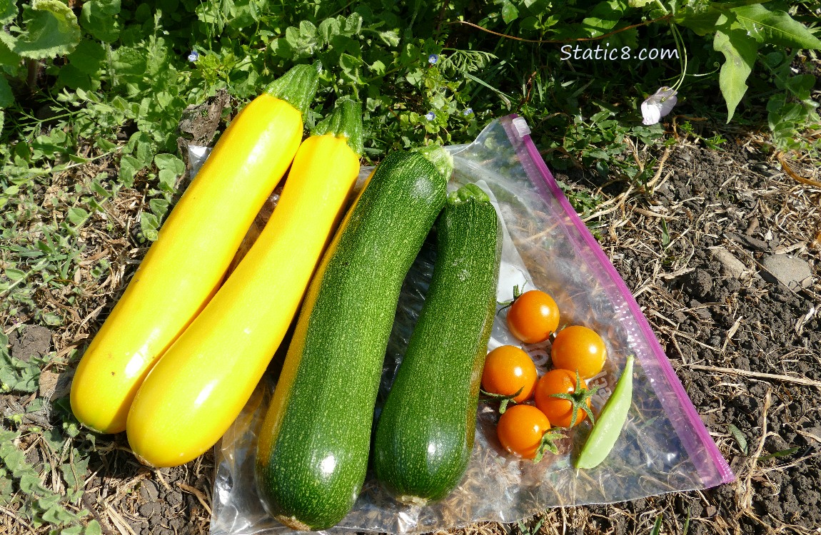 picked zucchinis lying on the ground