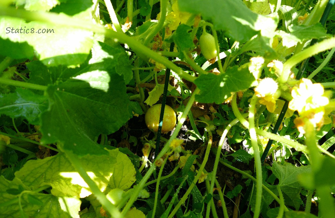 Lemon Cucumber on the vine