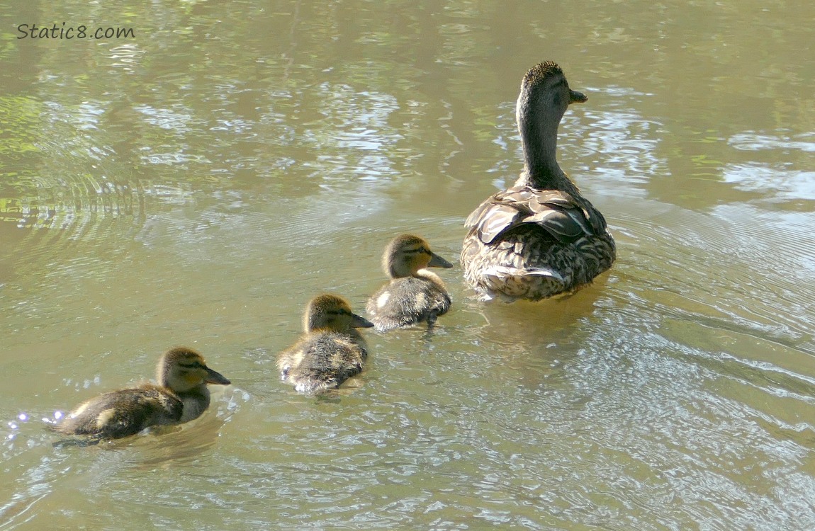 Mama Mallard with three ducklings paddling on the water