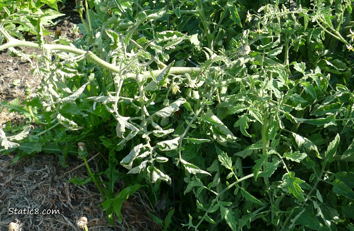 Pathetic tomato plant