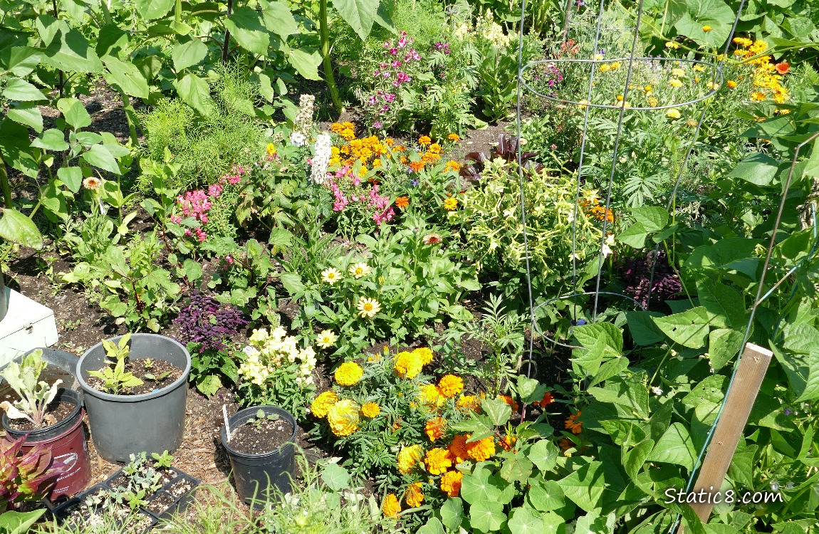 Flowers in a garden plot